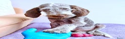 Spinone cani in regalo: AGU' tenero cucciolo Spinone Italiano, 5 mesi - Annuncio 6