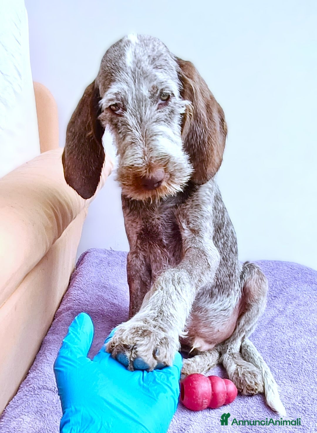 Spinone cani in regalo: AGU' tenero cucciolo Spinone Italiano, 5 mesi - Annuncio 6