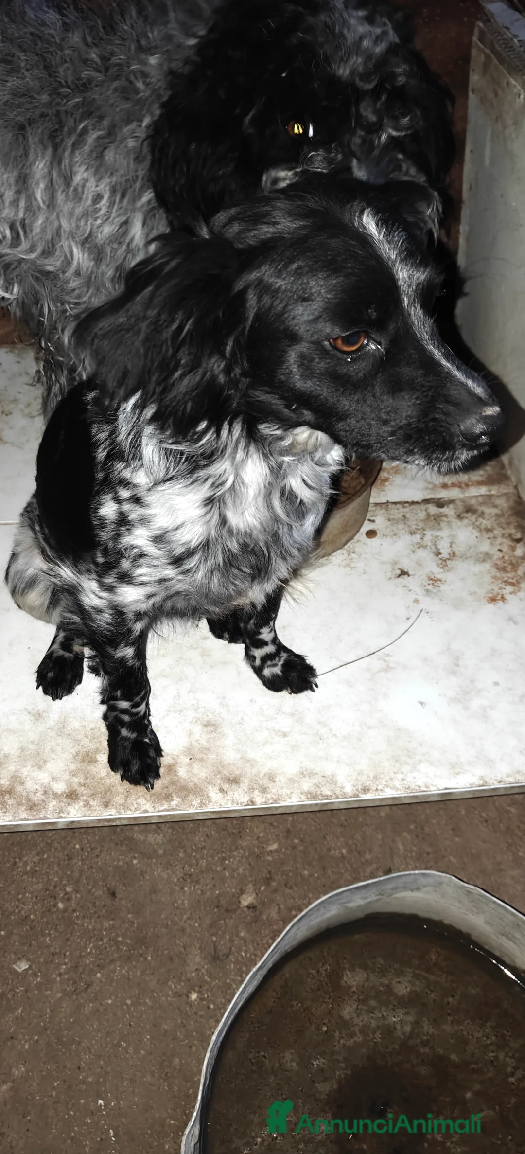 Meticcio cani in regalo: Regalo cani a Provincia di Ascoli Piceno - Annuncio 7