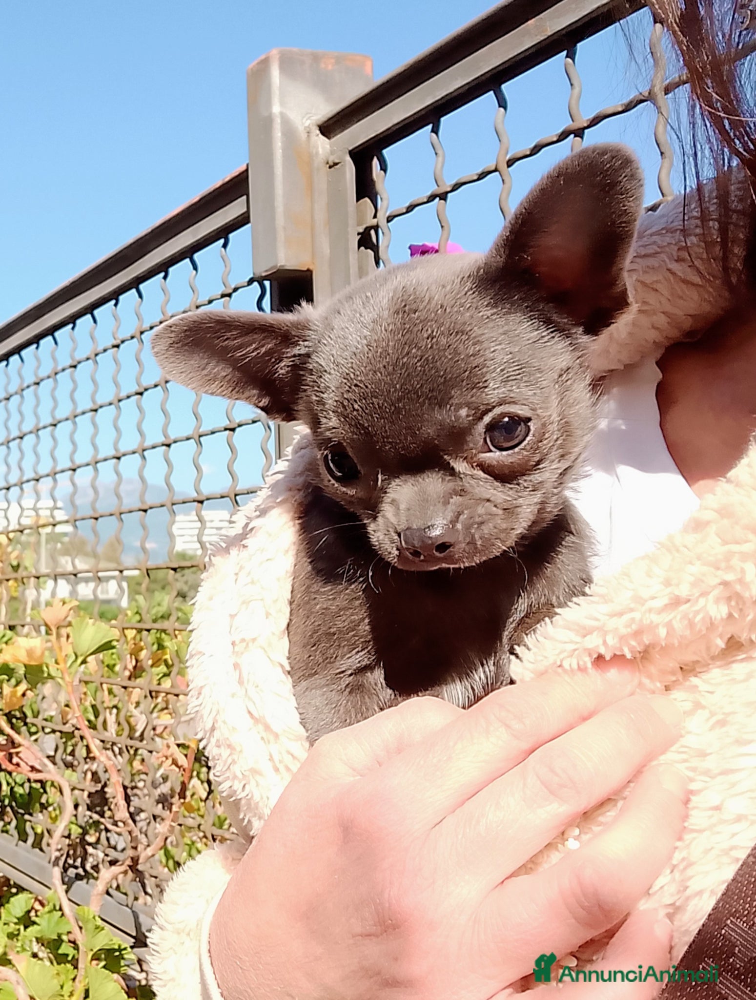 Chihuahua cani Chihuahua con pedigree ENCI  - Annuncio 7