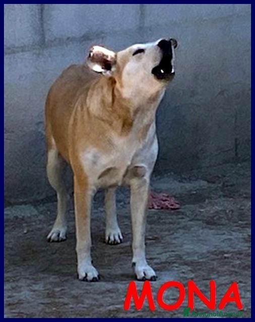 Meticcio cani MONA abbaia x vincere la paura - Annuncio 4