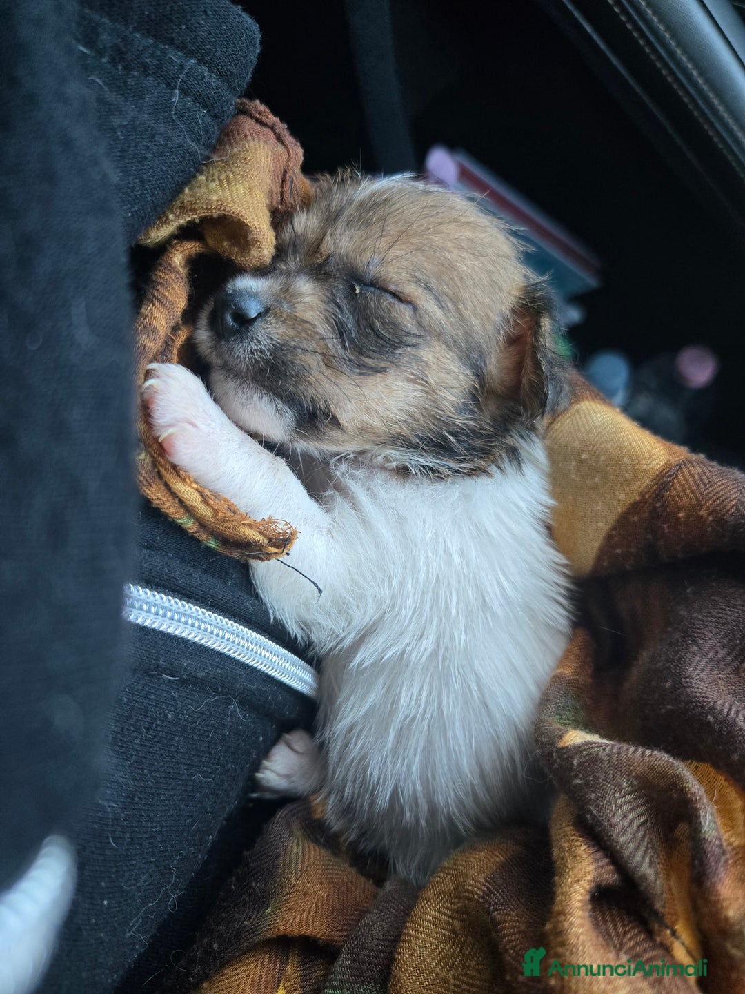 Jack Russell cani in vendita: Cuccioli Jack Russell Terrier - Annuncio 5
