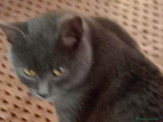 Certosino gatti Simil Certosini - Annuncio 14