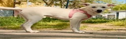 Meticcio cani in regalo: Femmina 6mesi tg piccola NN LA VOGLIONO +.LECCO - Annuncio 2