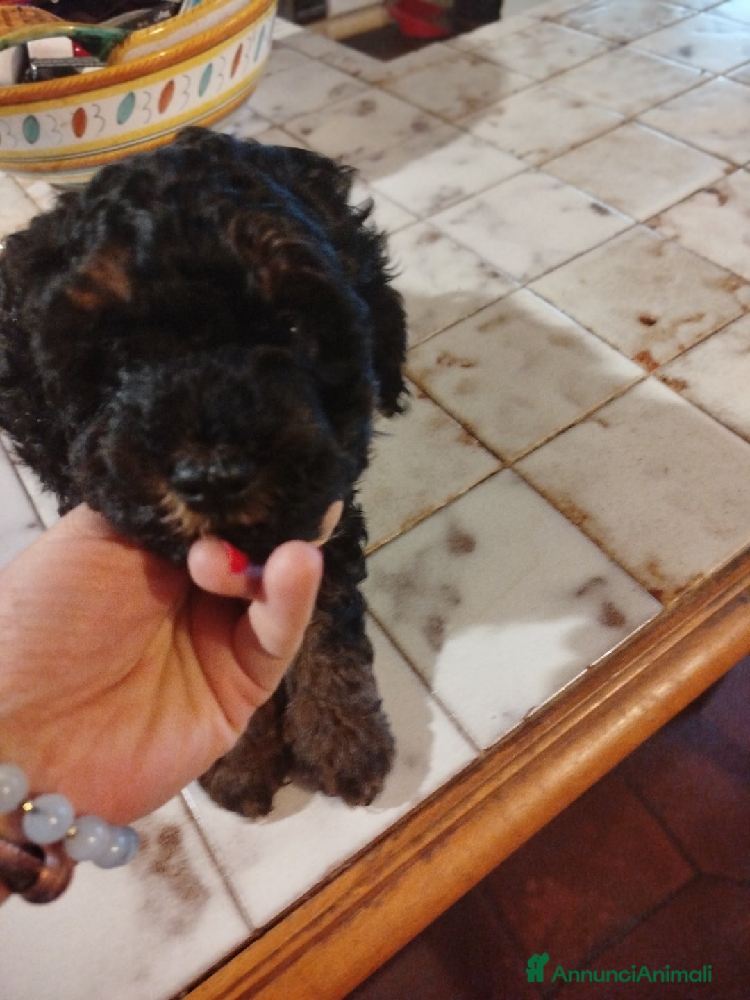 Barboncino cani in vendita: cuccioli Phantom  - Annuncio 6