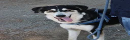 Meticcio cani in regalo: BRETZEL 💖 la felicità la sta ancora aspettando a Provincia di Pisa - Annuncio 2