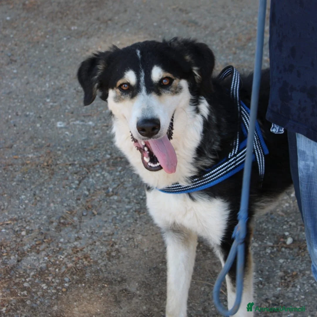 Meticcio cani in regalo: BRETZEL 💖 la felicità la sta ancora aspettando a Provincia di Pisa - Annuncio 2