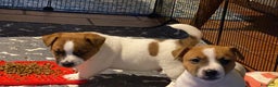 Jack Russell cani in vendita: JACK RUSSELL TERRIER pelo corto pedigree - Annuncio 9