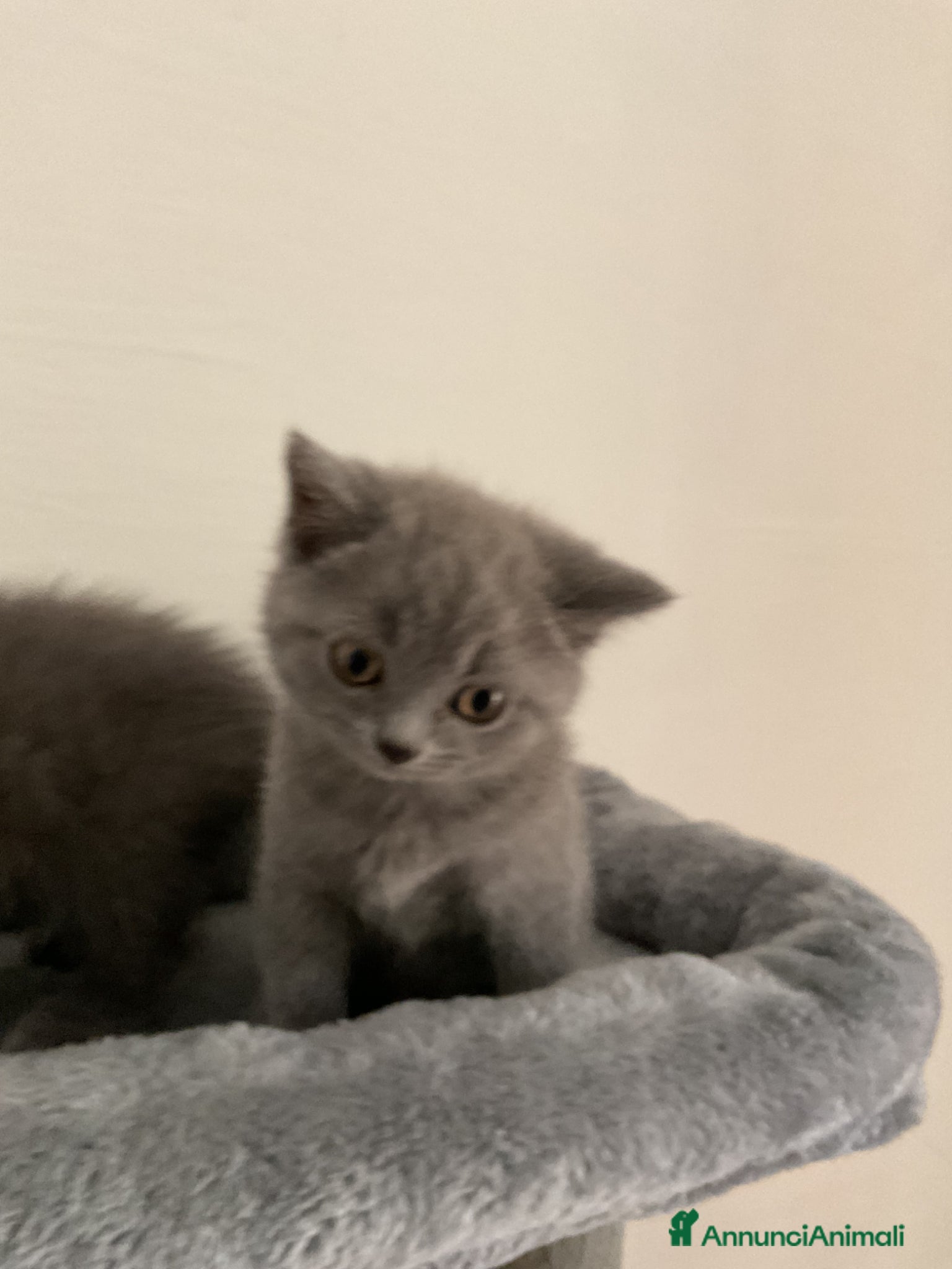 Scottish gatti in vendita: Gattino scottish - Annuncio 2