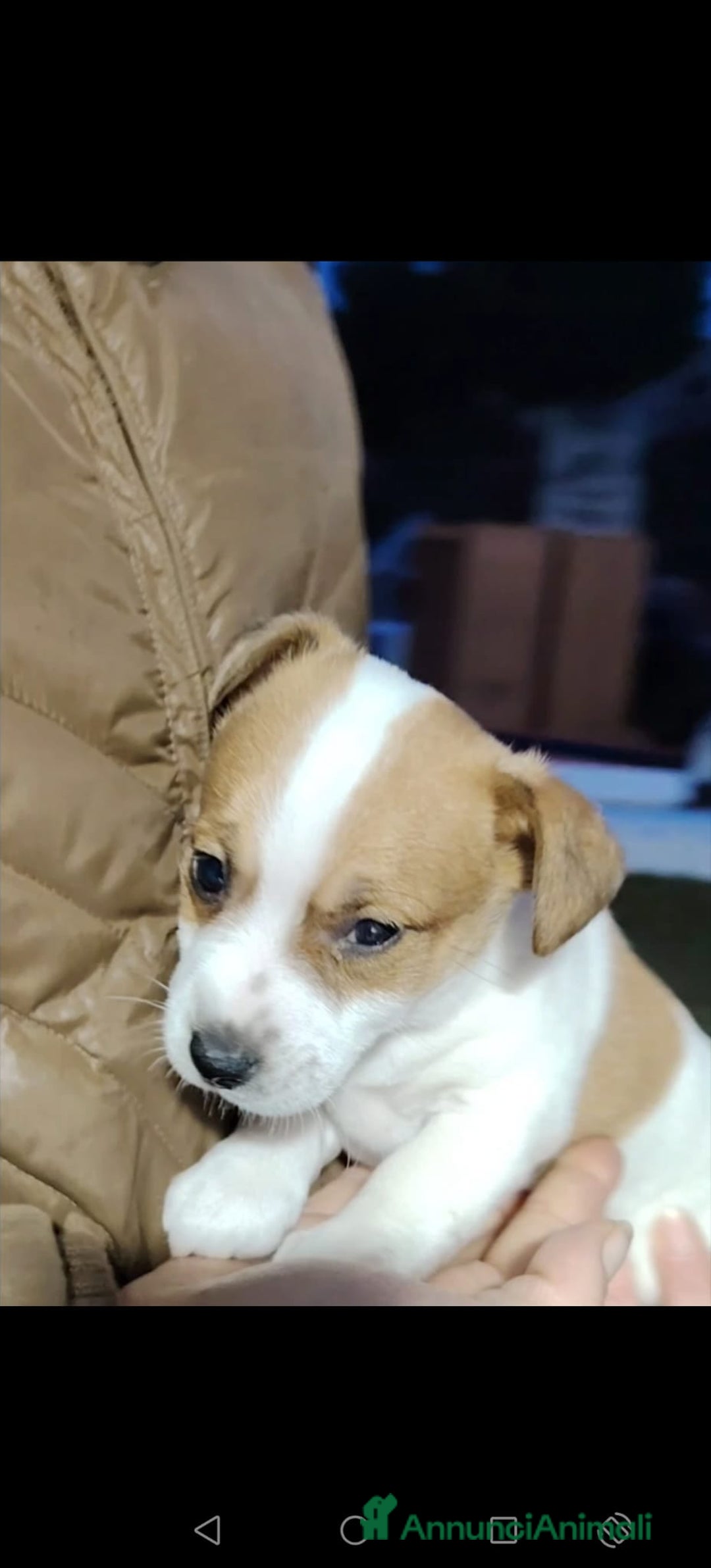 Jack Russell cani in vendita: Jack russell zampa corta  - Annuncio 1