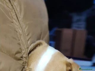 Jack Russell cani Jack russell zampa corta - Annuncio 2