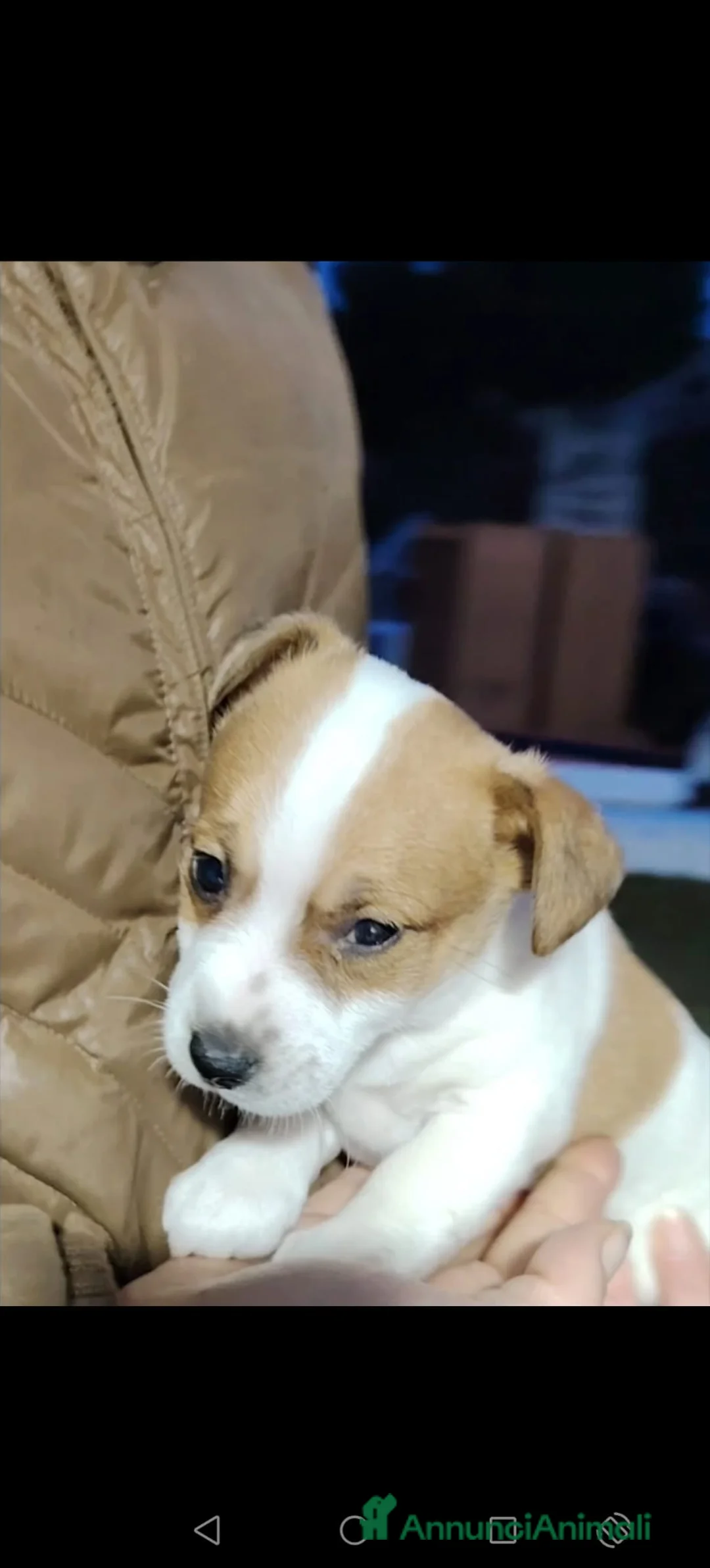 Jack Russell cani in vendita: Jack russell zampa corta  - Annuncio 1