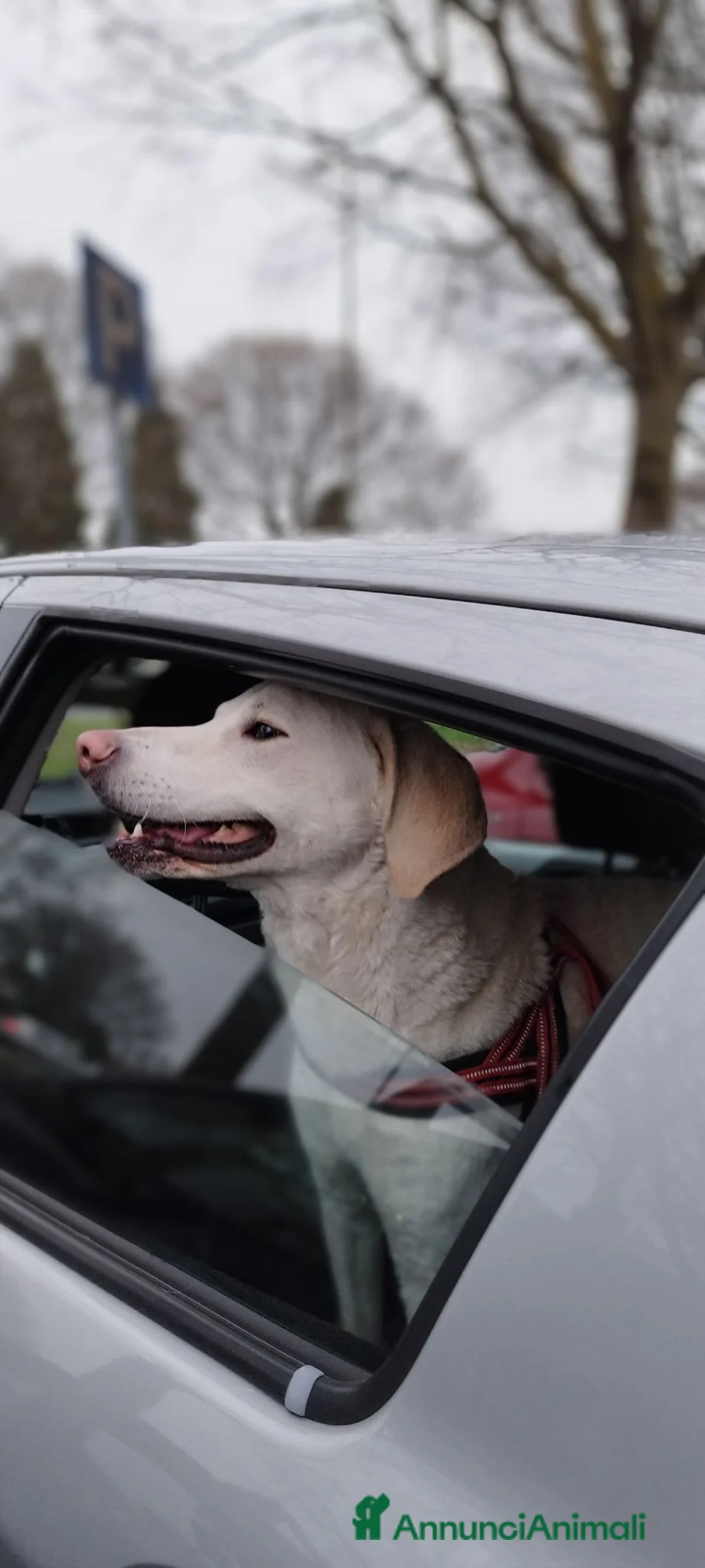 Meticcio cani in regalo:  cane Meticcio maschio di taglia media a Bergamo a Provincia di Bergamo - Annuncio 5