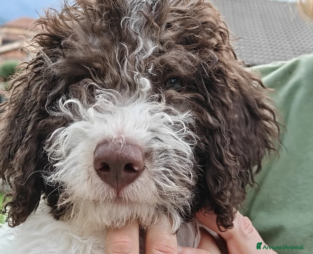 Lagotto cani in vendita: Lagotto romagnolo con pedigree 3 mesi - Annuncio 2