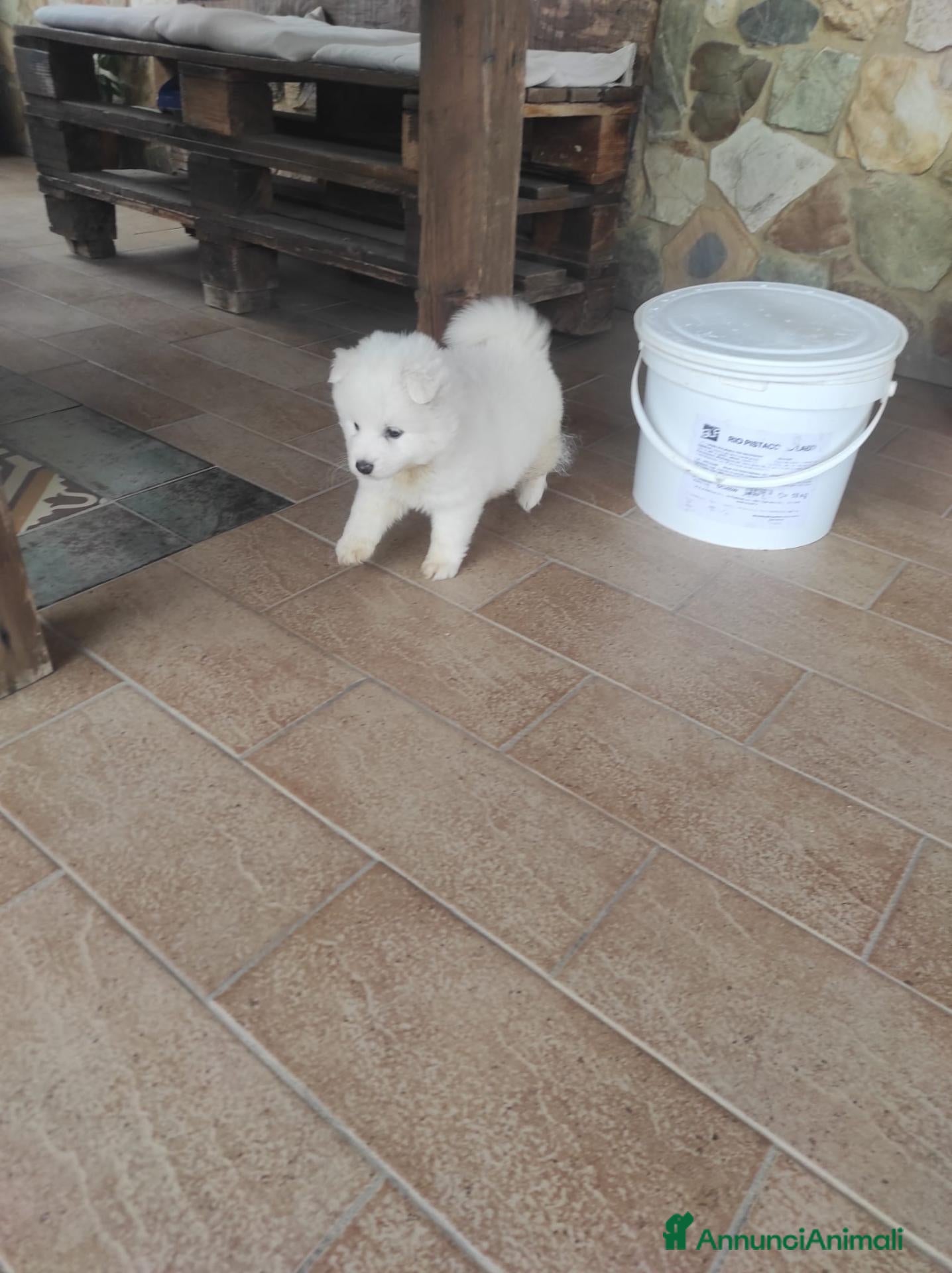 Volpino Pomerania cani in vendita: Volpino pomeriana - Annuncio 7