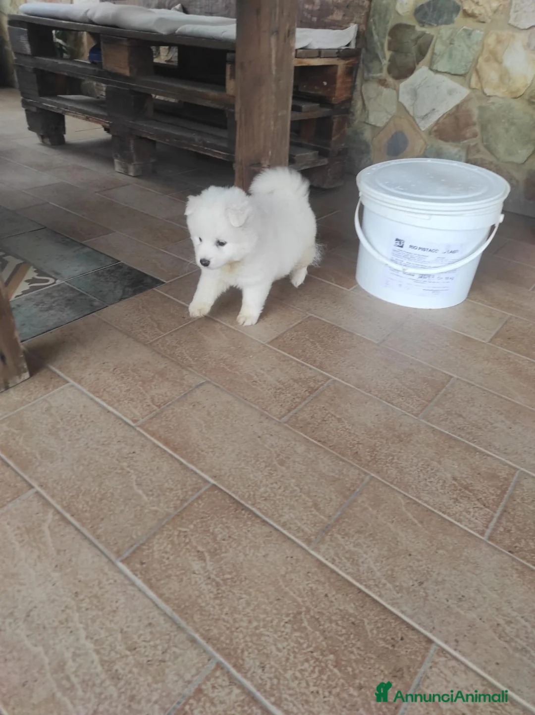 Volpino Pomerania cani in vendita: Volpino pomeriana - Annuncio 1