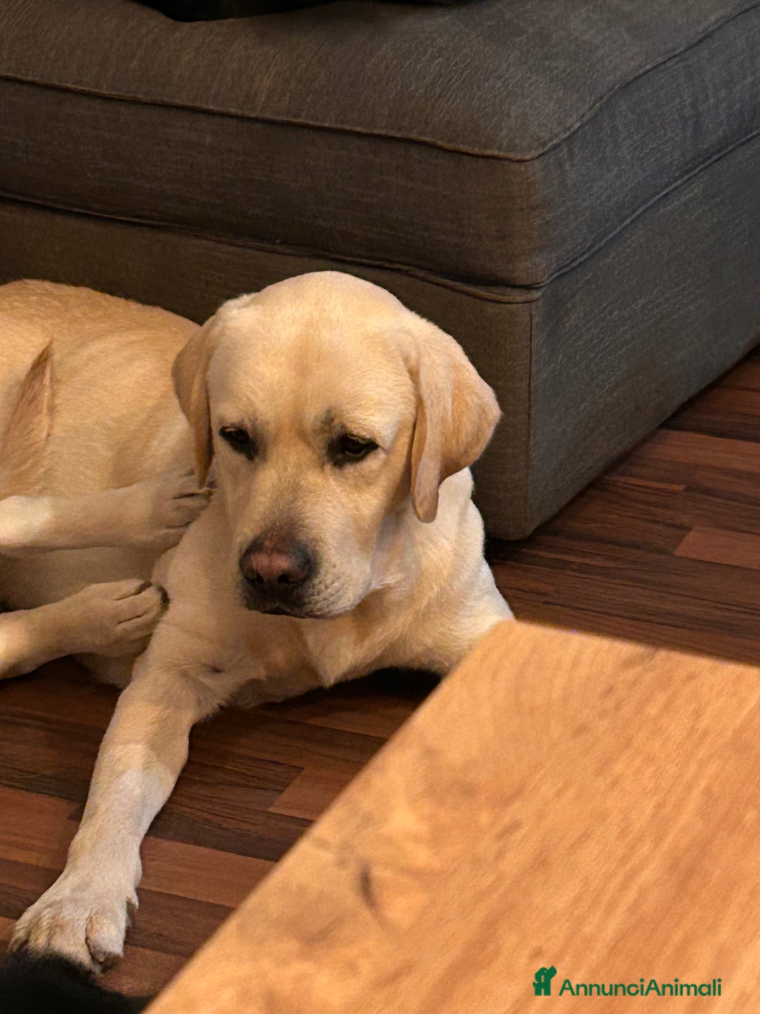 Labrador cani per accoppiamento: Labrador Maschio per monta - Annuncio 3