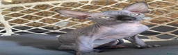 Sphynx gatti in vendita: Cuccioli Sphynks  - Annuncio 15
