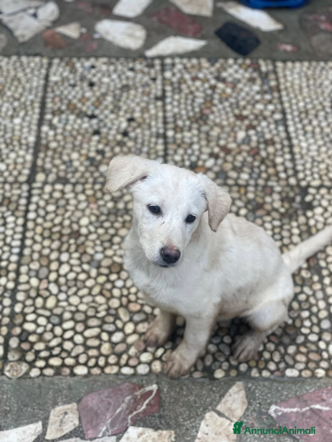 Meticcio cani in regalo: Stella e Kira cucciole tenerissime - Annuncio 3