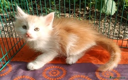 Maine Coon gatti in vendita: Cucciolo Maine Coon pedigree da Campione del mondo - Annuncio 2