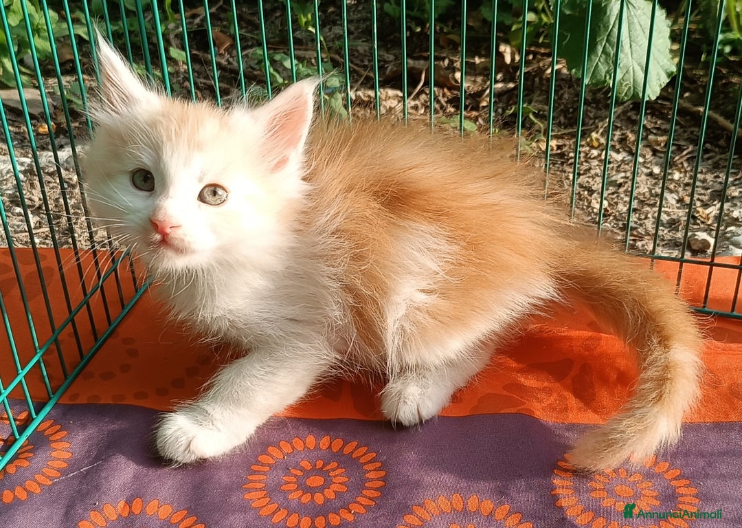 Maine Coon gatti in vendita: Cucciolo Maine Coon pedigree da Campione del mondo - Annuncio 2