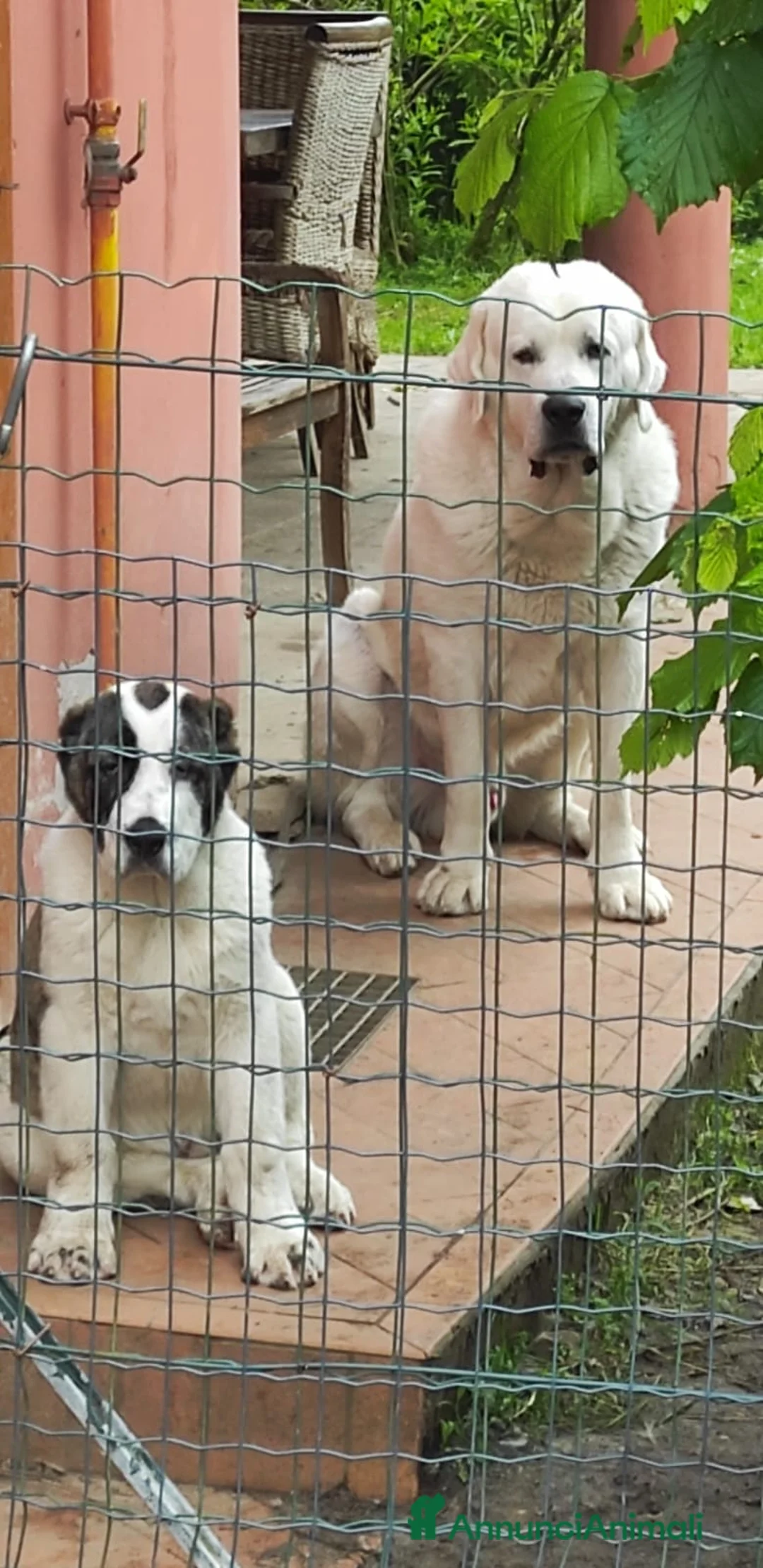 Pastore Asia Centrale cani in vendita: Regalo a recupero spese cuccioli di Asia Centrale  - Annuncio 2