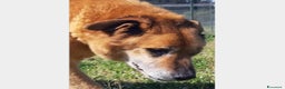 Meticcio cani in regalo: Folk, adozione del cuore  a Roma - Annuncio 7