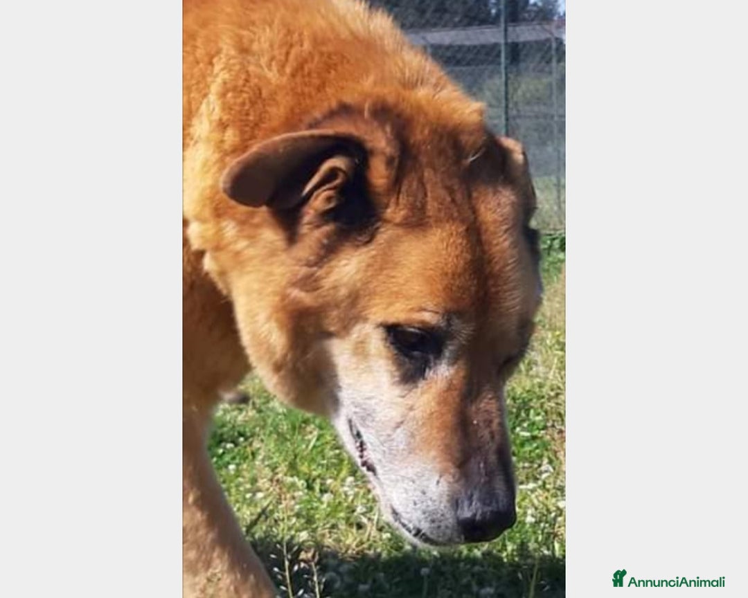 Meticcio cani in regalo: Folk, adozione del cuore  a Roma - Annuncio 7