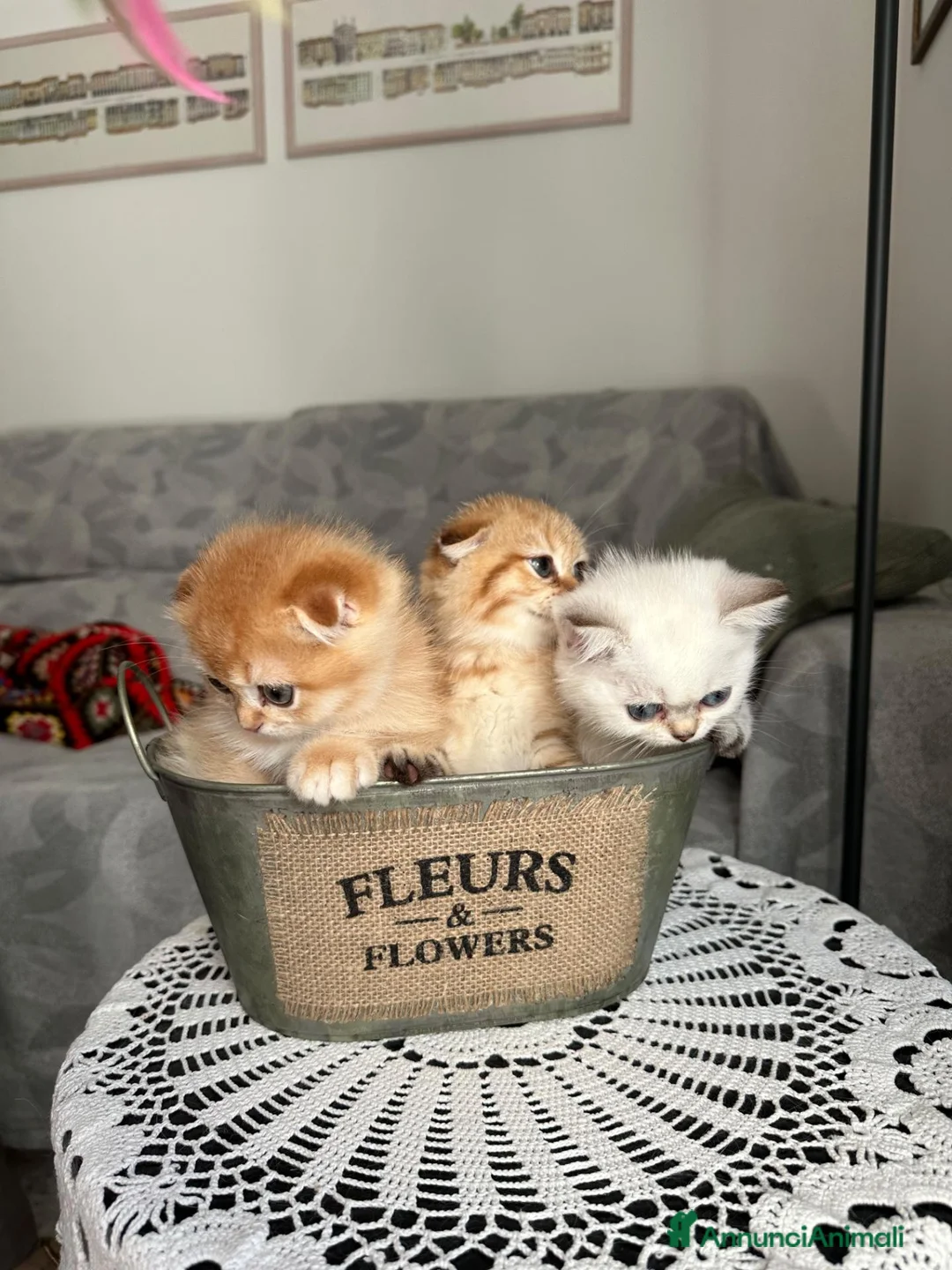 Scottish gatti in vendita: Gattini Scottish Golden  - Annuncio 1