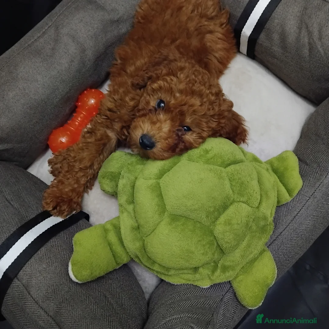 Barboncino Toy cani in vendita: BARBONCINO TOY a Provincia di Cosenza - Annuncio 2