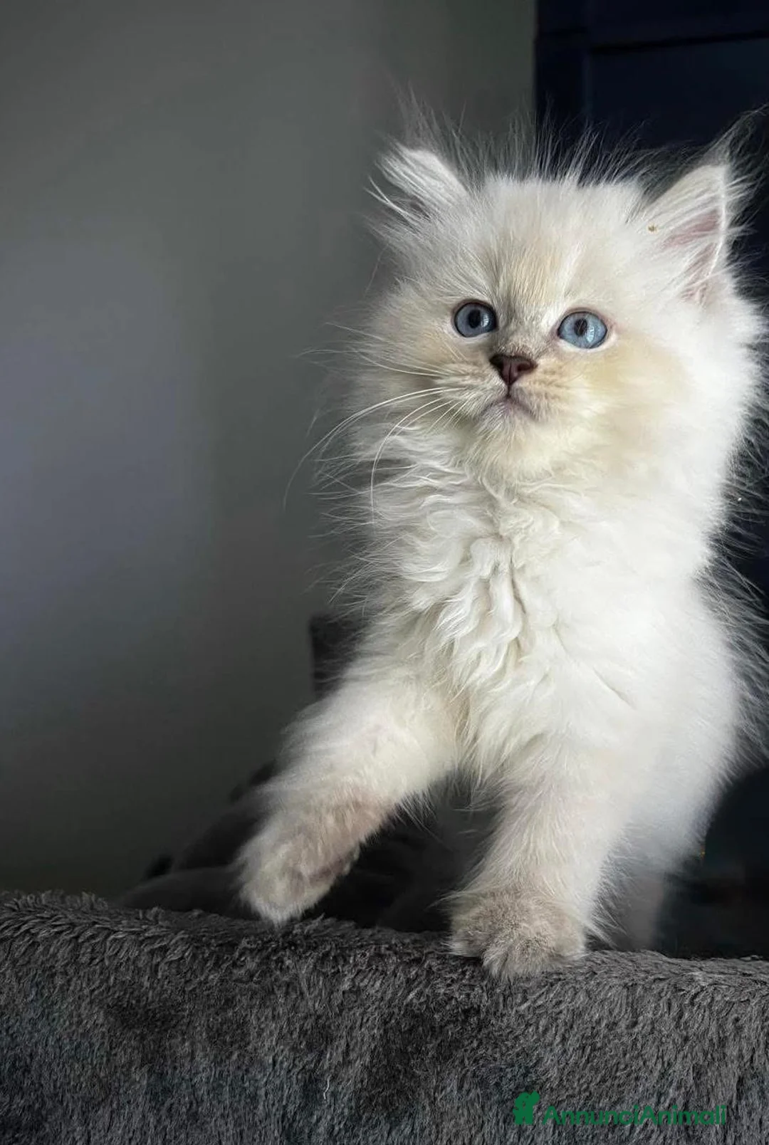 Ragdoll gatti in vendita: Bellissimi cuccioli di ragdoll - Annuncio 2