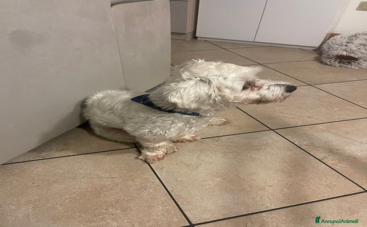 Maltese cani Cane maltese maschio  - Annuncio 1