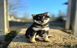 Shiba Inu cani in vendita: Cuccioli Shiba Inu sani ed equilibrati - Immagine 2