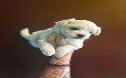 Maltese cani in vendita: Maltese - Immagine 3