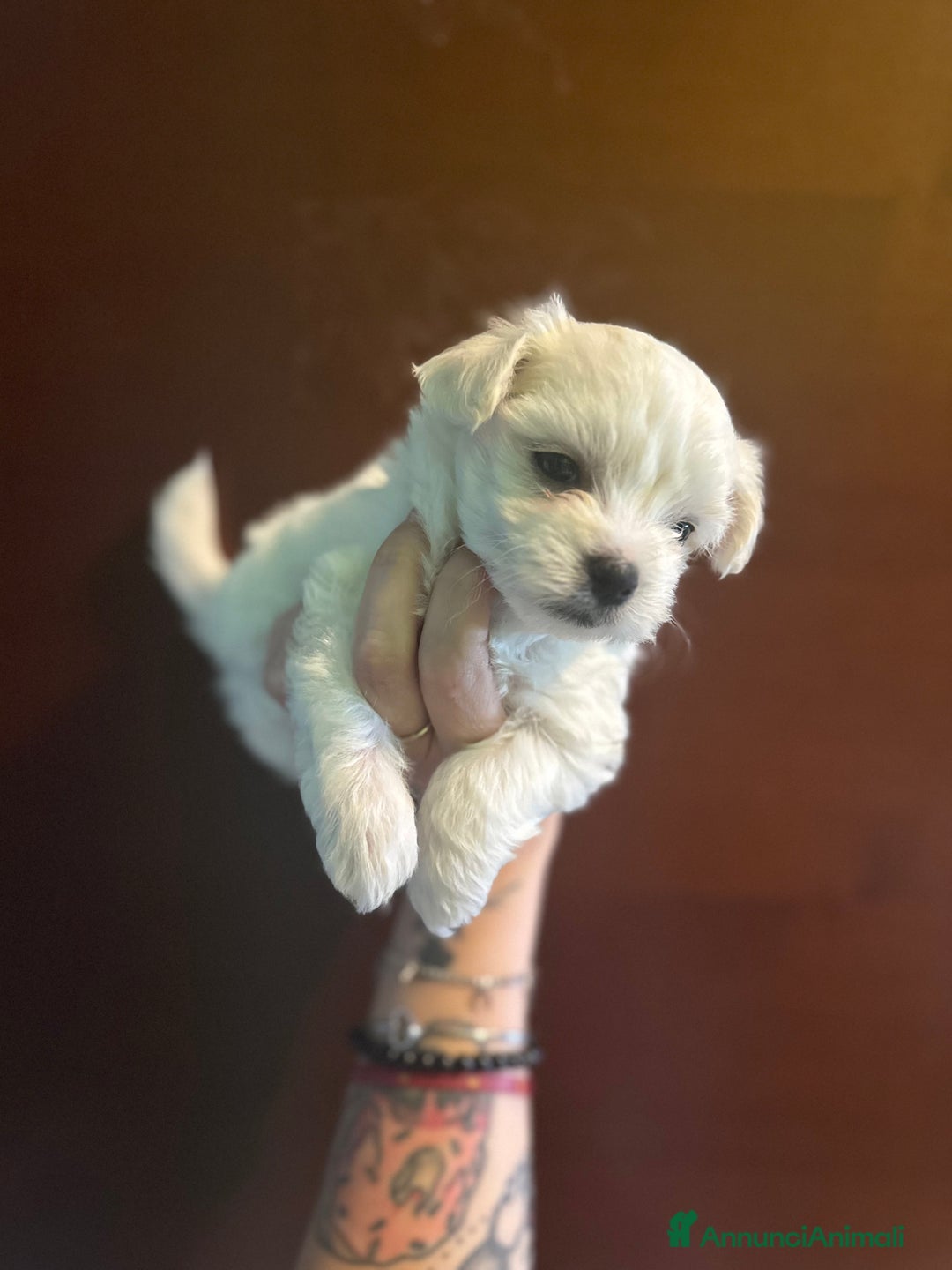 Maltese cani in vendita: Maltese - Immagine 3