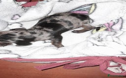 Bassotto cani in vendita: Cuccioli di bassotto a pelo corto  a Provincia di Vercelli - Immagine 5