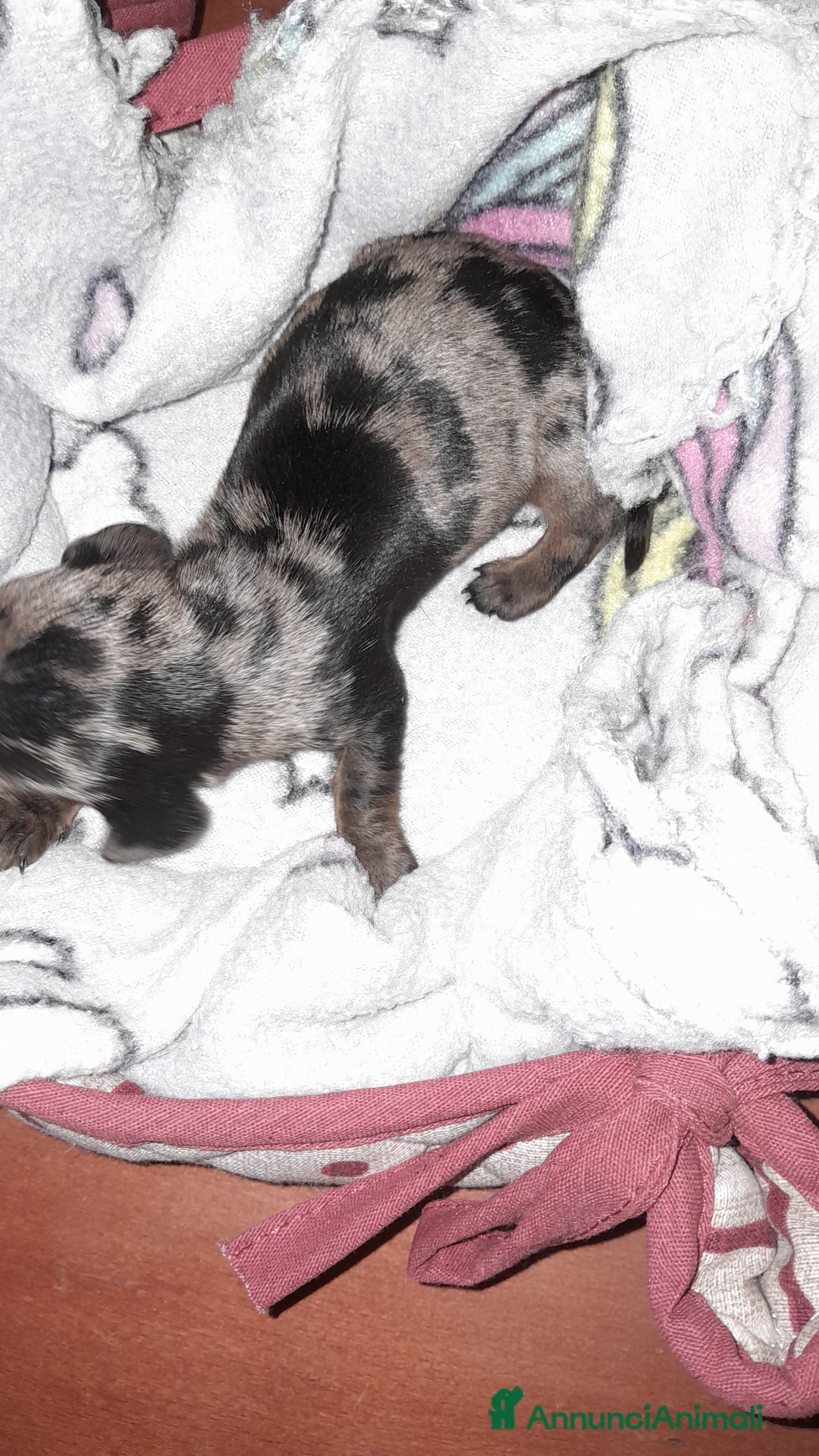 Bassotto cani in vendita: Cuccioli di bassotto a pelo corto  a Provincia di Vercelli - Annuncio 5