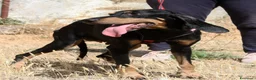 Meticcio cani in regalo: Bea in adozione - Annuncio 4