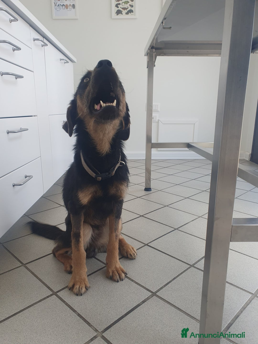 Meticcio cani in regalo: SPINO - Annuncio 2