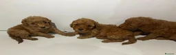 Barboncino Toy cani in vendita: Cuccioli di Barboncino toy - Annuncio 3