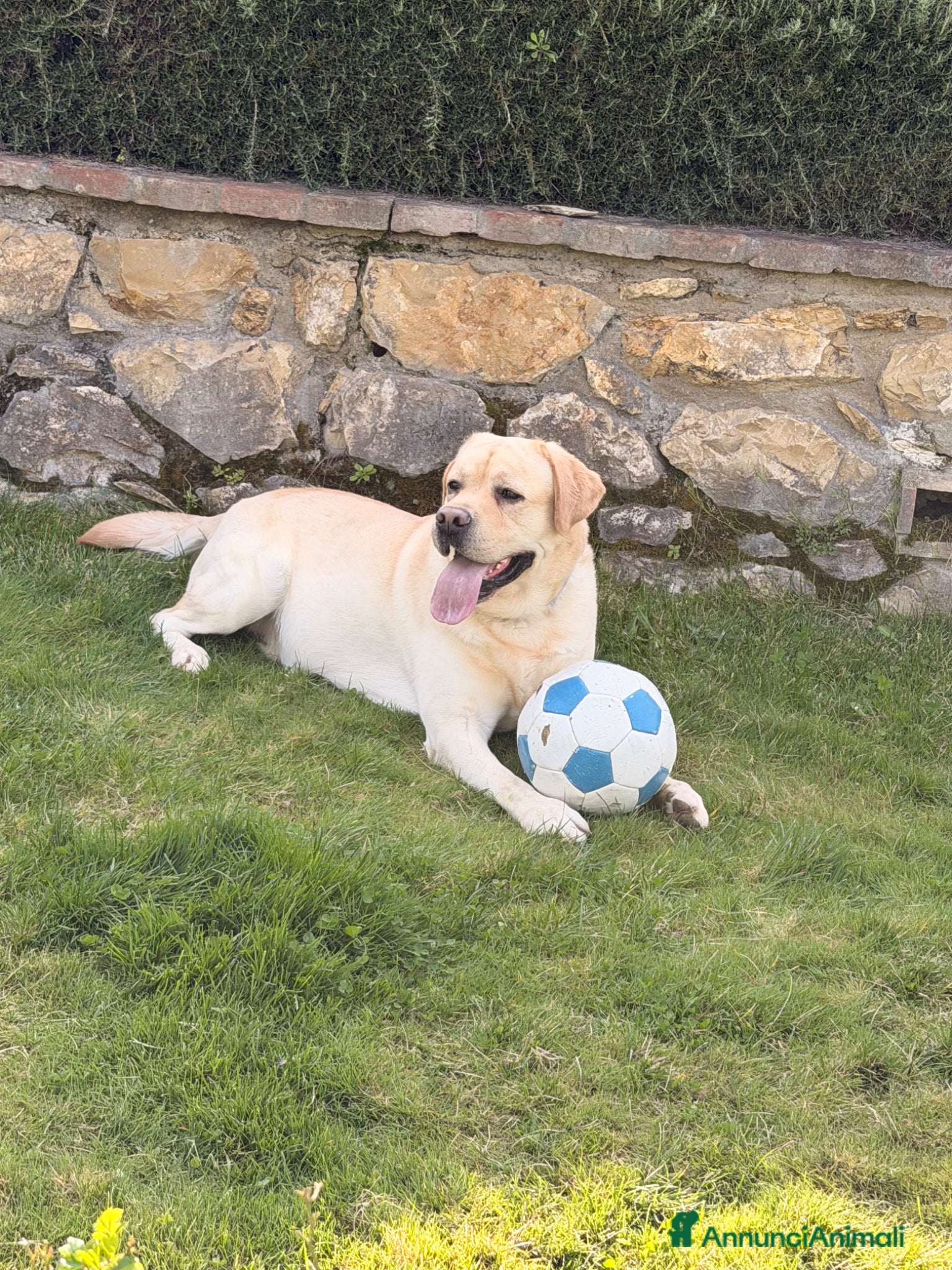 Labrador cani Watson - Annuncio 1