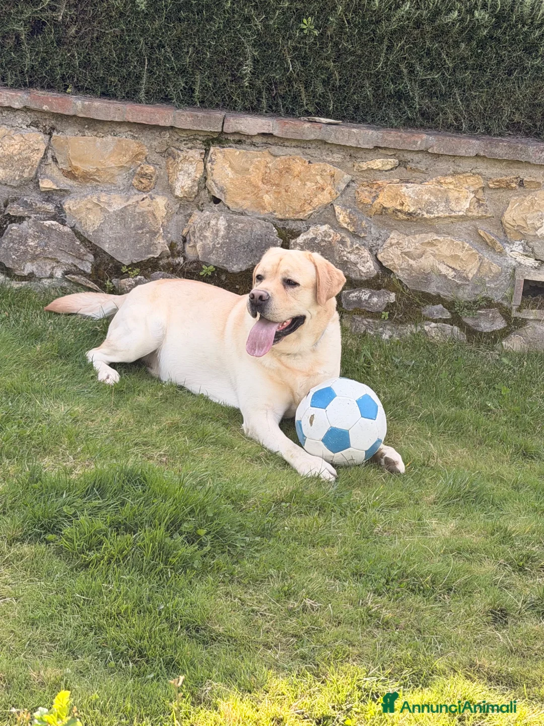 Labrador cani in regalo: Watson a Città Metropolitana di Firenze - Annuncio 1