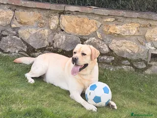 Labrador cani Watson - Annuncio 1