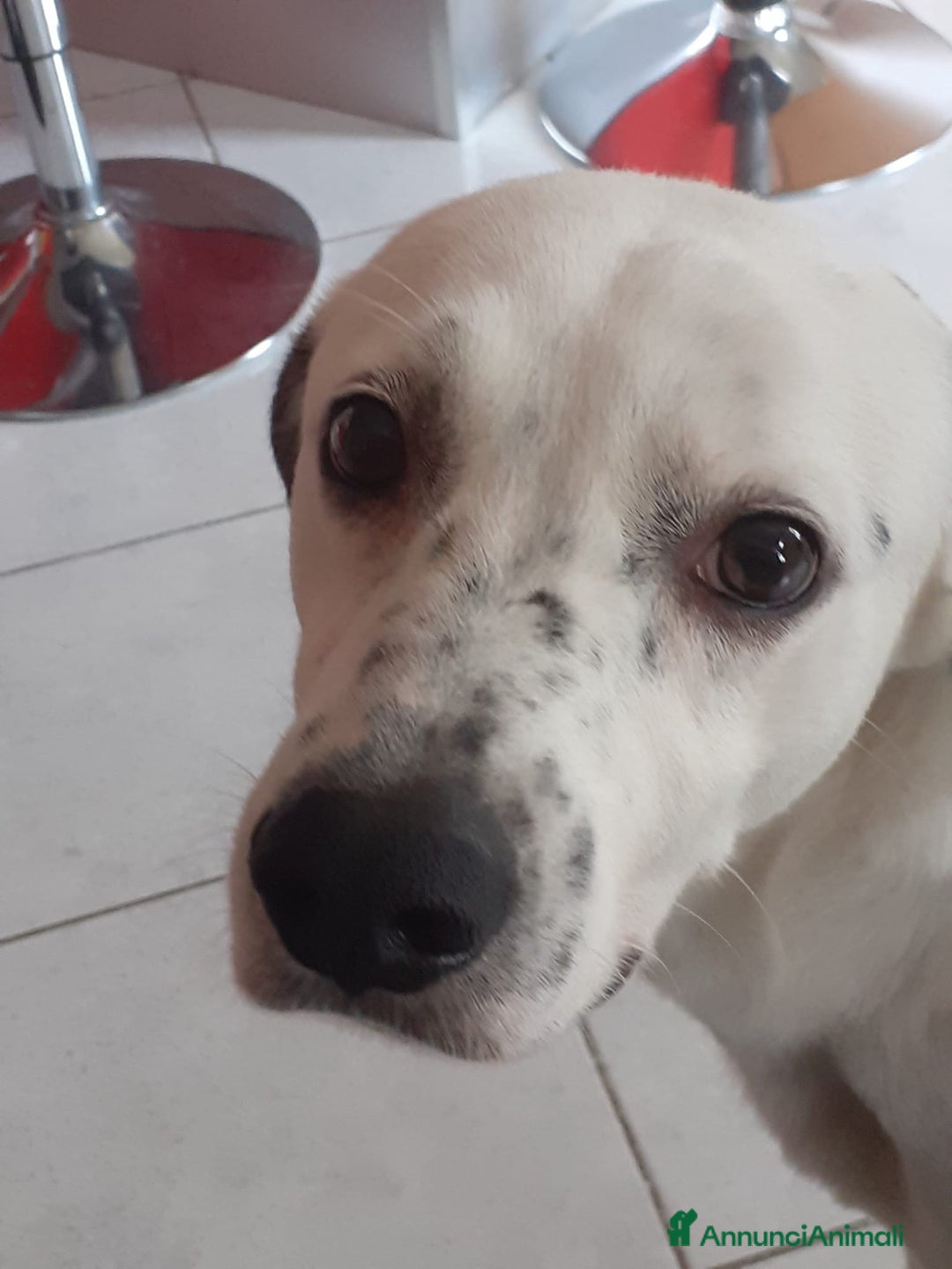 Dalmata cani in regalo: Atlas splendido simil dalmata  - Annuncio 1