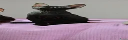 Sphynx gatti in vendita: Femmina don sphynx  - Annuncio 2