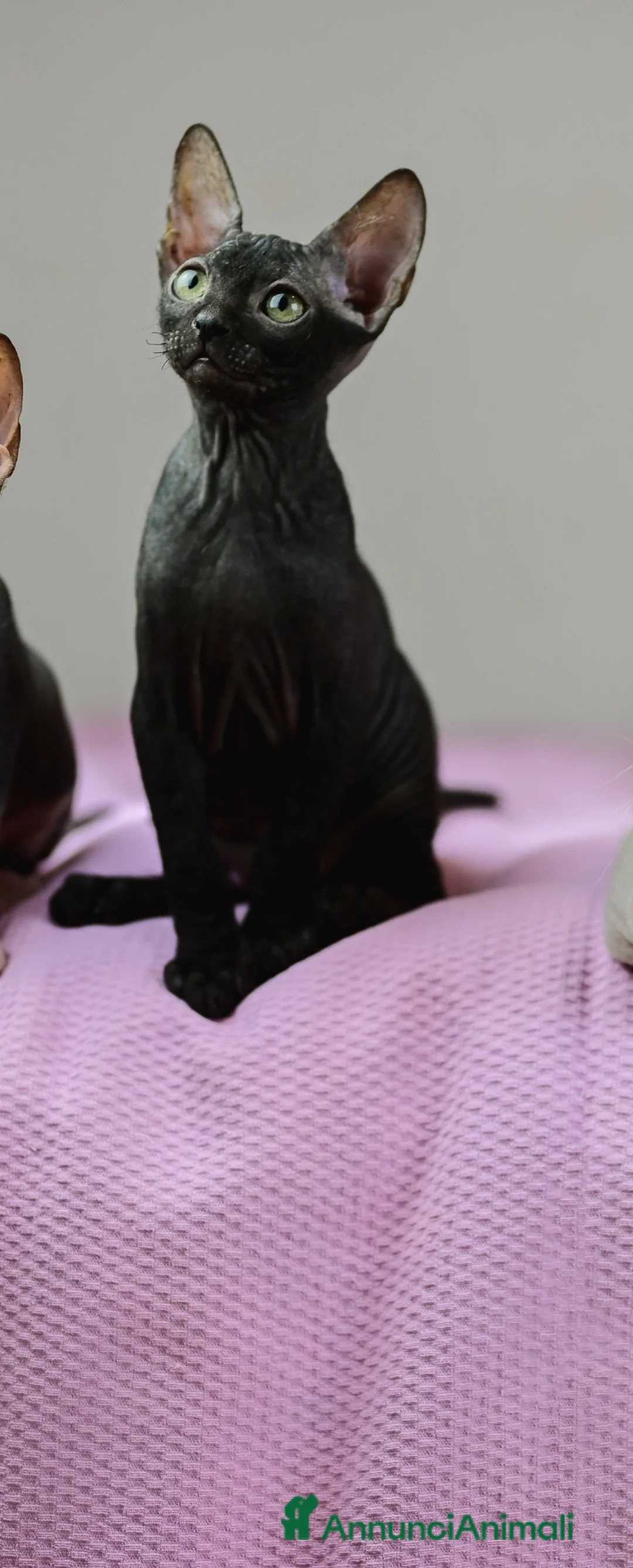 Sphynx gatti in vendita: Femmina don sphynx  - Annuncio 2