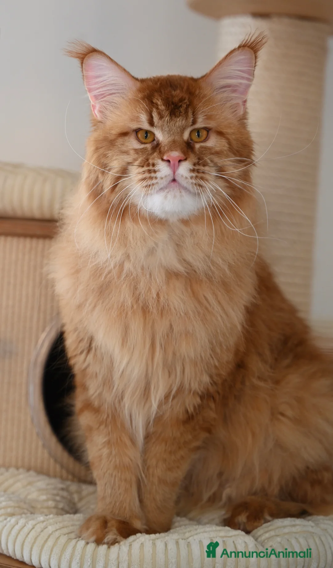 Immagine della galleria {{count}}