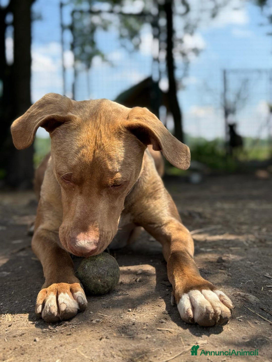 Pitbull cani in regalo: Splendido pitbull Red Nose - ZORO a Città metropolitana di Milano - Annuncio 5