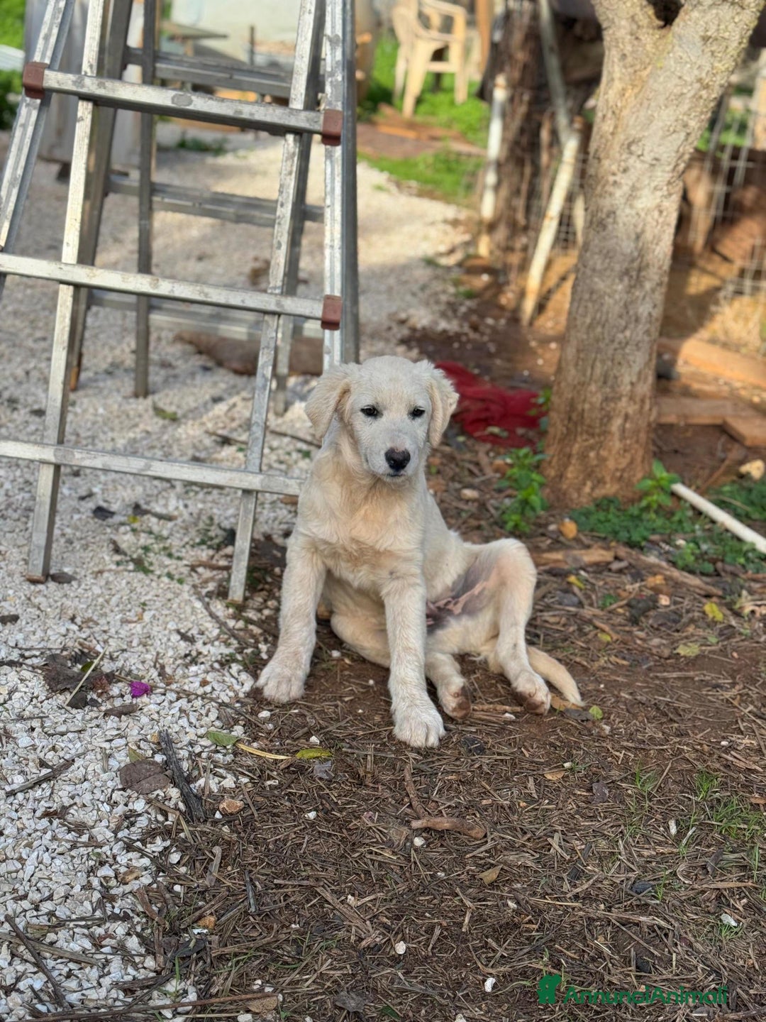 Altre razze cani in regalo: ben e brody - Annuncio 3