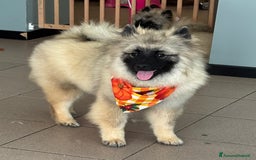 Wolfspitz cani in vendita: Cuccioli Wolfspitz/Keeshond a Provincia di Como - Immagine 1